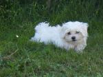 Donne bichon - Miniature