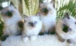 Chatons ragdoll avec pedigree - Miniature