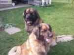 Vends superbes chiots leonberg - Miniature