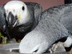 Couple perroquets gris du gabon - Miniature
