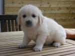 Chiots golden retriever lof - Miniature