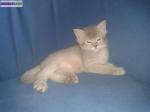 Chatons somali loof - Miniature