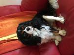 Saillie - cavalier king charles - lof confirmé - Miniature