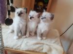 Des chatons d'apparence sacré de birmanie - Miniature