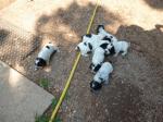 Chiots cocker anglais - Miniature