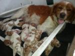 Des plateaux de layabaner chiot lof - Miniature