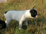 Chiot bouledogue français l.o.f - Miniature