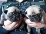 Chiot bouledogue femelle - Miniature