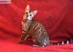 Chatonne bengal brown spotted tabby - Miniature