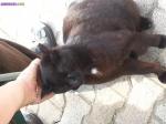 Donne chat (sans race) - Miniature