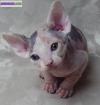 Magnifiques chatons de race sphynx (male et femelle). - Miniature