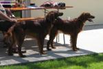 Chiots setter irlandais lof - Miniature