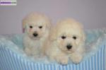 Chiots de type caniche toys non lof - Miniature