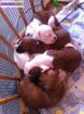 Chiot boxer non lof - Miniature