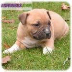 Chiot de type staffordshire bull terrier a adopter - Miniature