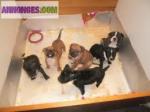 Staffordshire bull terrier - chiots à réserver - Miniature