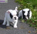 Adorable femelle bouledogue francais - Miniature