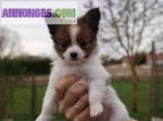 Epagneul nains continental papillon non lof - Miniature