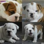 A réserver chiots bulldog anglais - Miniature