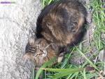 Donne chat (sans race) - Miniature