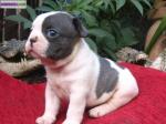 Des chiots bouledogue francais pour adoption - Miniature