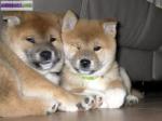 Chiots de type shiba inu a adopter - Miniature