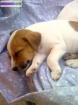 Chiots type parson russel - Miniature