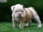 03 magnifique chiots bouledogue anglais - Miniature