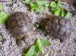 Tortues terrestre - Miniature