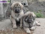 Chiots sarplaninec des lions de macedoine disponible - Miniature