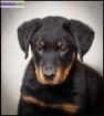 Chiot beauceron lof - Miniature