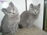 Chatons type chartreux pour adoption - Miniature