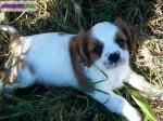 Adorables chiots cavaliers king charles pure race - Miniature