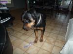 Rottweiler mâle - Miniature