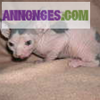 Chaton type sphynx - Miniature