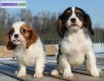 Chiots de type cavaliers king charles - Miniature