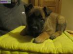 Chiots malinois - Miniature