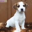 Chiots jack russels - Miniature