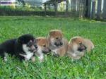 Chiots de type shiba inu a adopter - Miniature