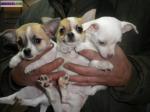 Chiots type chihuahua mini - Miniature