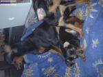 à vender pinscher nain noir et feu non lof - Miniature