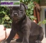 Chiot de type staffordshire bull terrier a adopter - Miniature