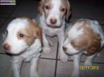 Chiots types epagneul breton - Miniature