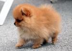 A donner jolie chiot spitz allemand femelle naine - Miniature