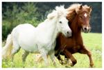 A louer prairie pour chevaux avec boxes+eau en bon état - Miniature