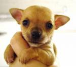 Vends pure race chiot chihuahua. - Miniature