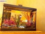 Aquarium 17l et accessoires - Miniature