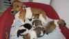 Adorables chiots jack russel pure race lof - Miniature