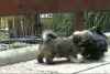 Impecable chiots lhassa apso - Miniature