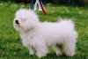 Deux bebe bichon bolonais a donne contre bon soin - Miniature